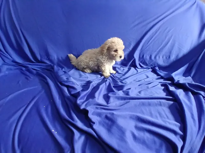 Poodle Mini 