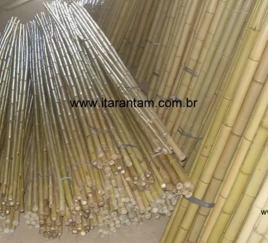Bambu Cana da Índia