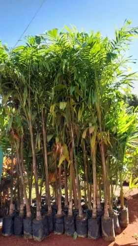 Mudas da palmeira carpentaria 