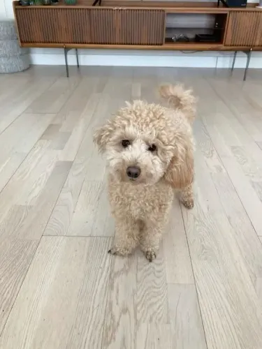 poodle pula no colo