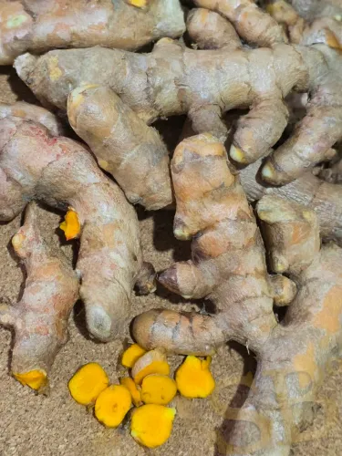 Açafrão-da-terra (Cúrcuma) In Natura - Direto da Chácara Soberanum!