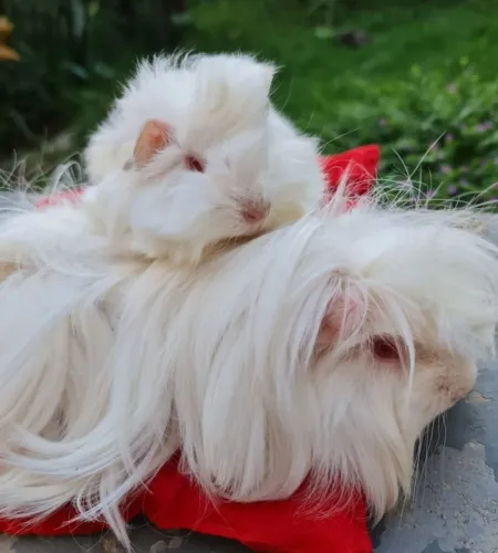 Porquinho da Índia Peruano pelo longo