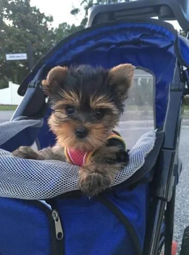 Filhote Yorkshire Terrier, Criados Com Muito Amor e Responsabilidade!