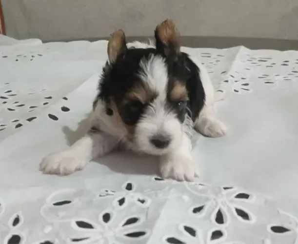 Biewer Terrier Pequena Fêmea Leve e Super Companheira