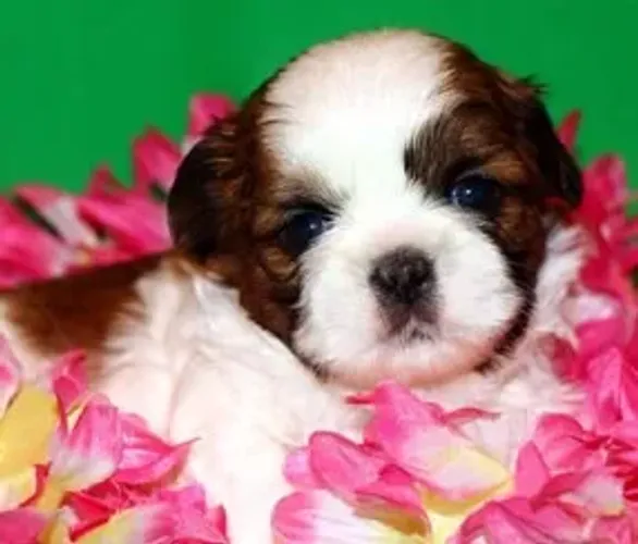 Shih-Tzu Mini Caramelo 