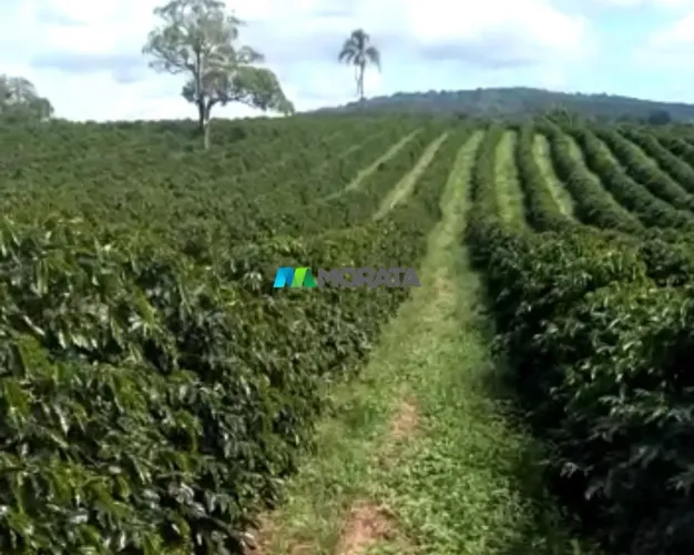 FAZENDA À VENDA - 100 HECTARES - CARMO DA MATA (MG)