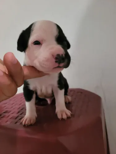 Filhotes de Pitbull American Disponível