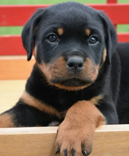 Rottweiler O protetor ideal