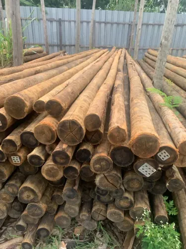Eucalipto tratado roliço 10 a 12 com 6mt