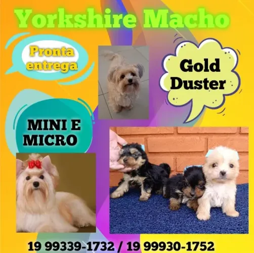 Desconto Especial no Príncipe Yorkshire - Só Até Domingo!