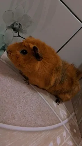Porquinha da índia 