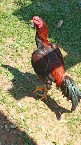 Galo