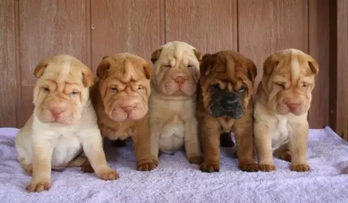 Sharpei Filhotes