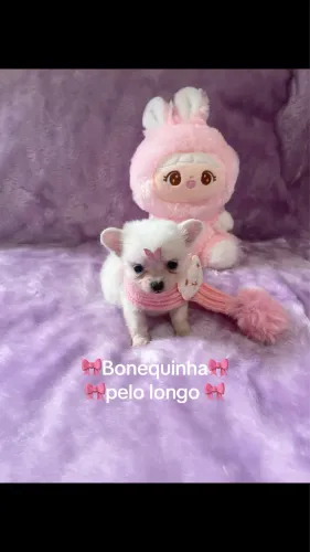 BONEQUINHA DE LUXO CHIHIAHUA FÊMEA 