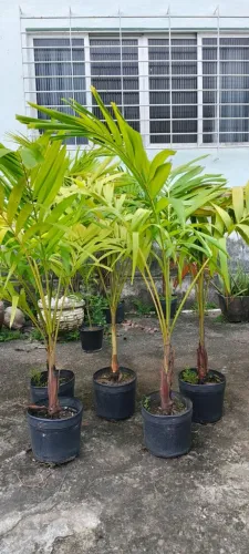 Mudas de palmeira veitchia 