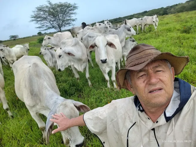 Gado de corte 