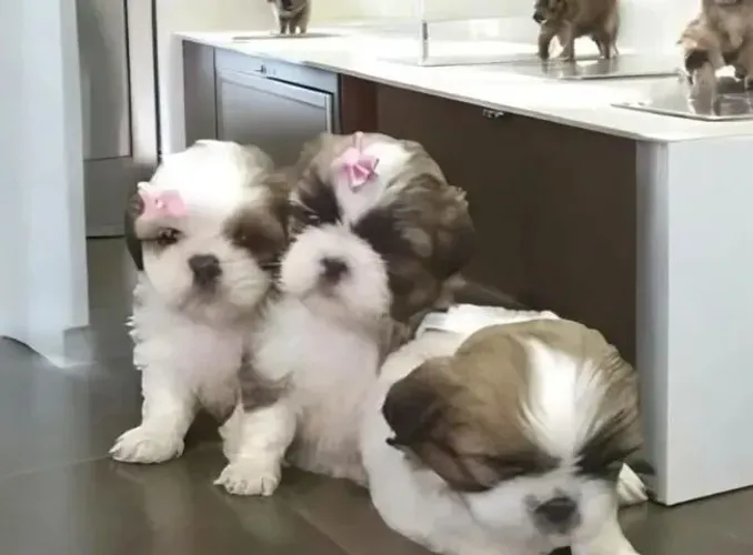 Shih Tzu raios de luz que ilumina seus dias 