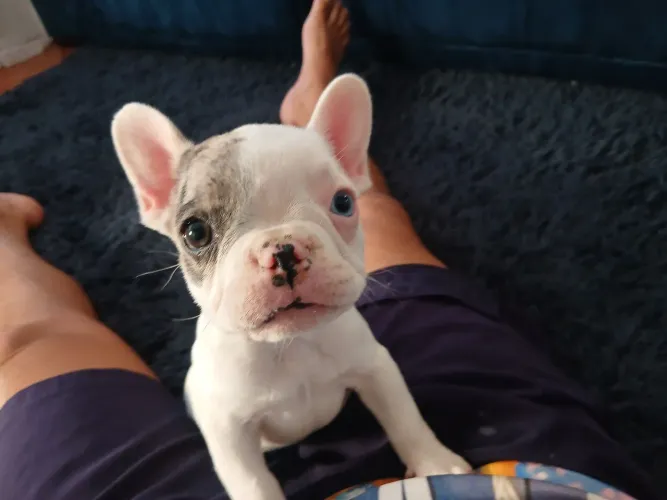 Buldogue francês