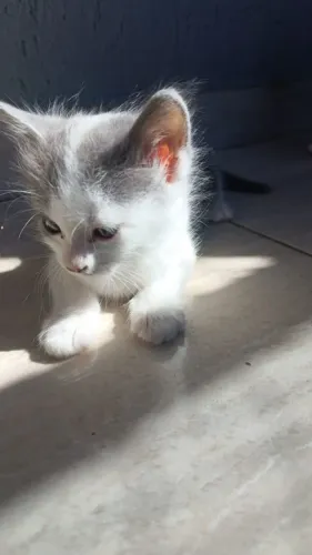 Doação de gato