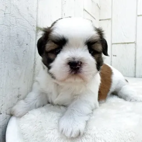 Cachorro filhote ativo e saudável Shih tzu/Shitzu