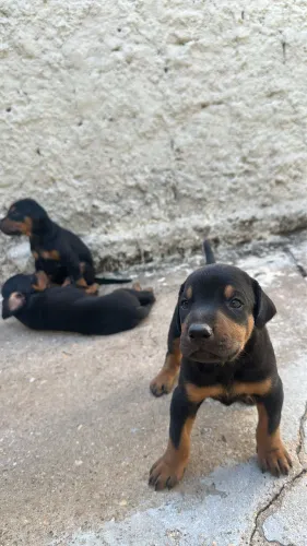 Filhote doberman 1.000$ 
