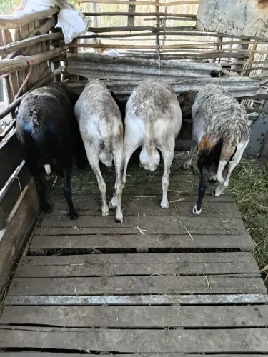 Ovelha