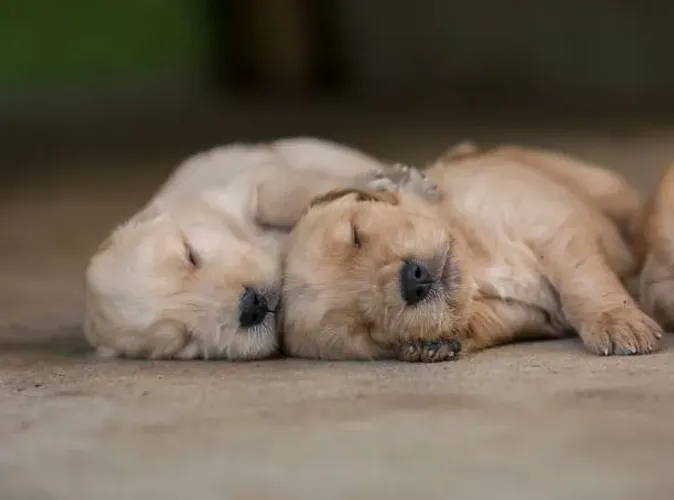 Filhote Golden Retriever Muito Fofo