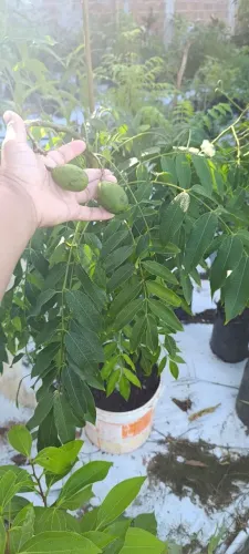 Mudas de cajá manga anão 