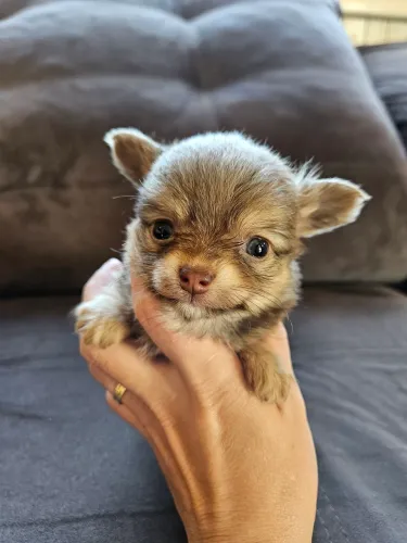 Chihuahua macho Pelo Longo
