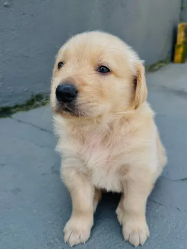 GOLDEN RETRIEVER MACHO