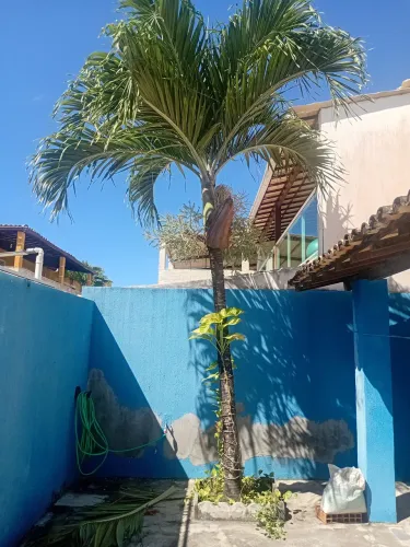 Vendo Palmeira Imperial 5 metros.