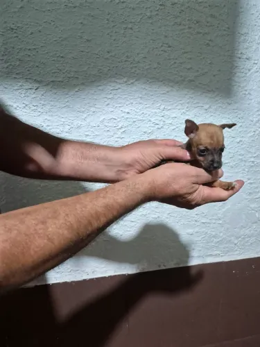 Pinscher Fêmea