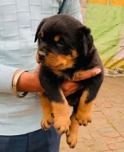 Rottweiler Cachorrinhos especiais para momentos inesquecíveis