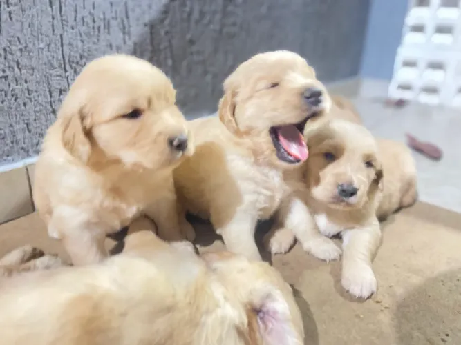 Filhotes de Golden Retriever com Pedigree