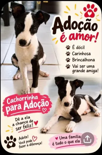 Cachorrinha pra adoção em fortaleza ceara