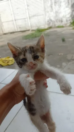 Lindos Gatinhos para doação