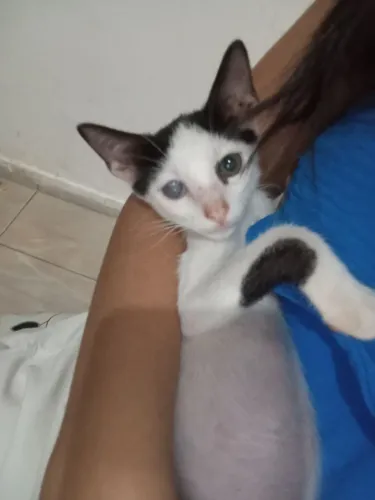 Gatinho frajola pra adoção 