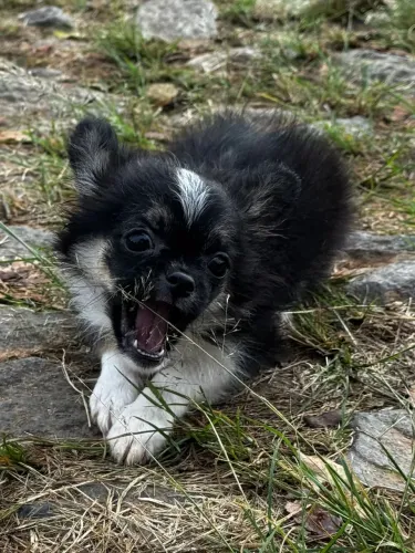 Chihuahua pelo longo