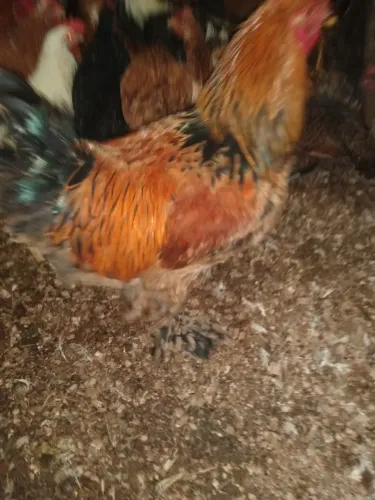 Galotes galinhas frangos