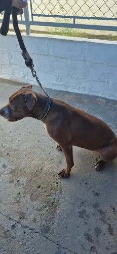 Doação Pitbull super dócil 