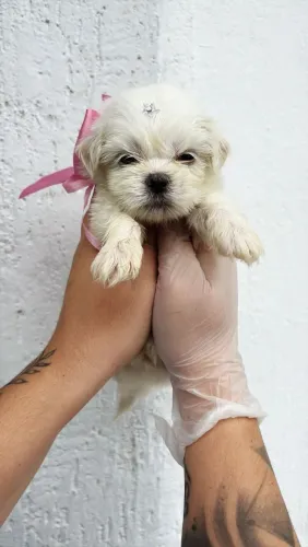 Filhote de Maltês delicadeza e amor em um só filhote