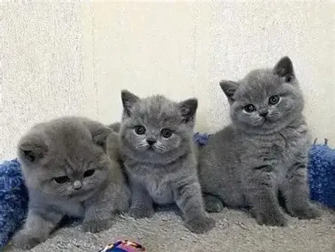 British Shorthair Blue