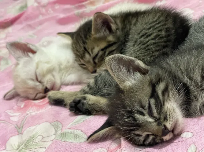 Doação de gatos filhotes 