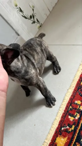 Bulldog Francês