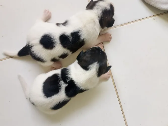 Cadela Jack Russel Tirreir