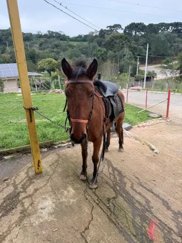 Égua