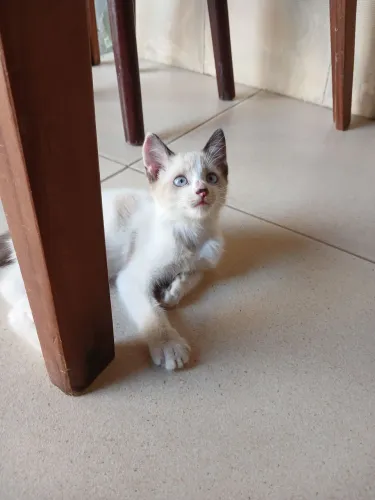 Gatinha siamesa fêmea