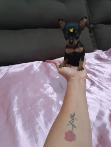 Pinscher zero machinho Passo cartão