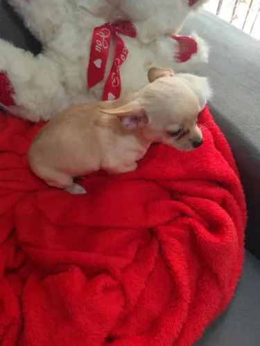 Animais de estimação