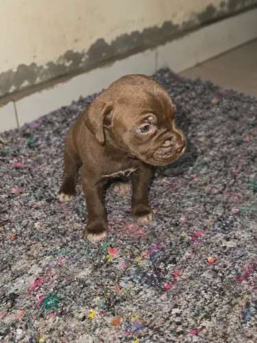 Filhote de Cane Corso PREMIUM